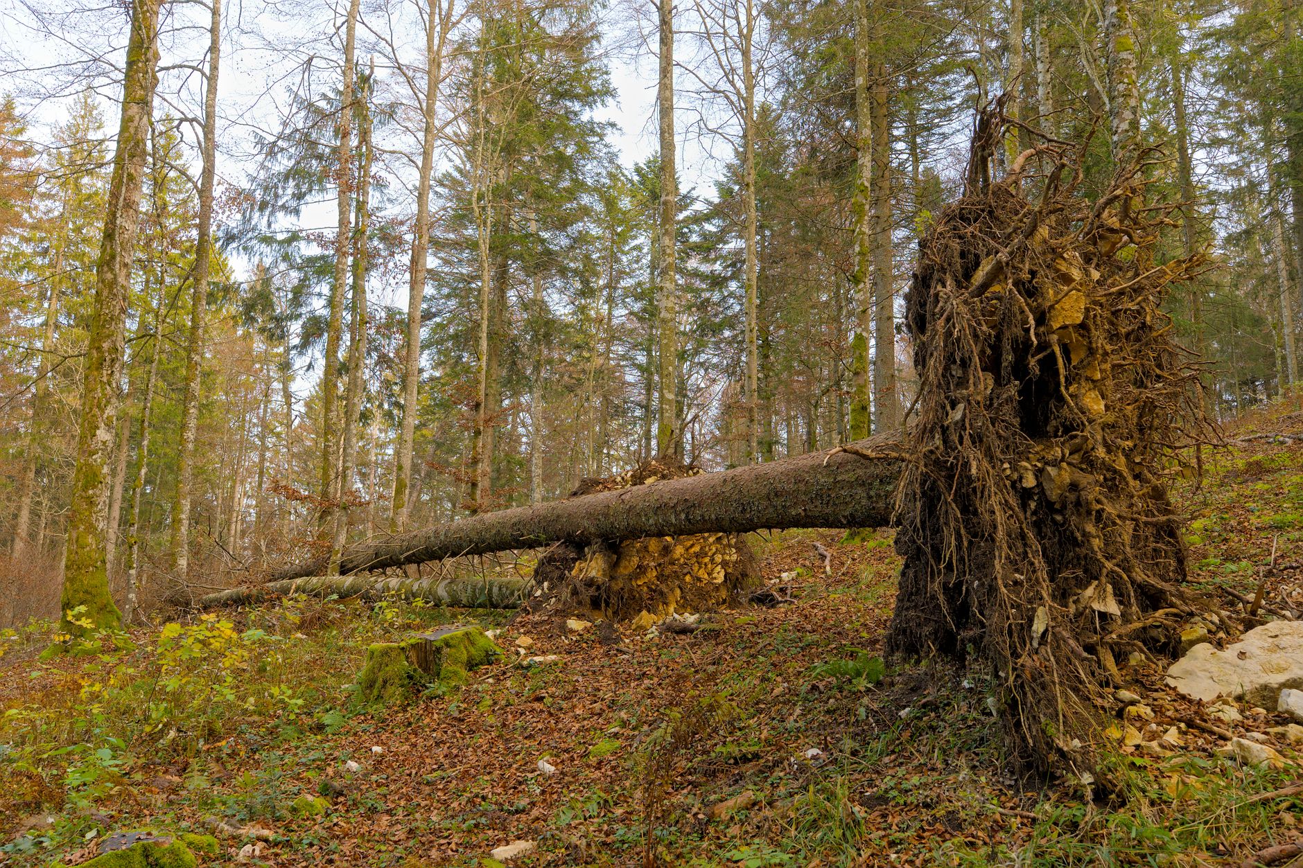 Enlèvement arbre urgence à Oullins-Pierre-Bénite